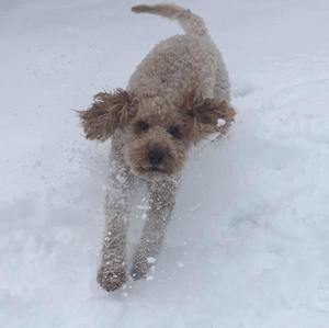 Meet your Posher, Traci